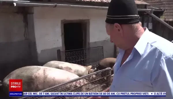 Canicula este la fel de chinuitoare pentru animale cum este și pentru noi. Recomandările specialiștilor