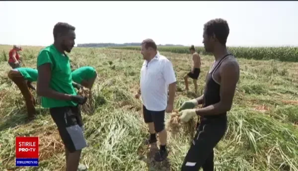 Tot mai mulți muncitori din Africa vin să lucreze în România. Aici primesc salarii chiar și de 20 de ori mai mari