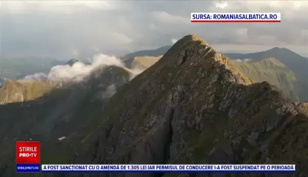 Filmul documentar „România Sălbatică”, proiectat, în premieră mondială, la TIFF