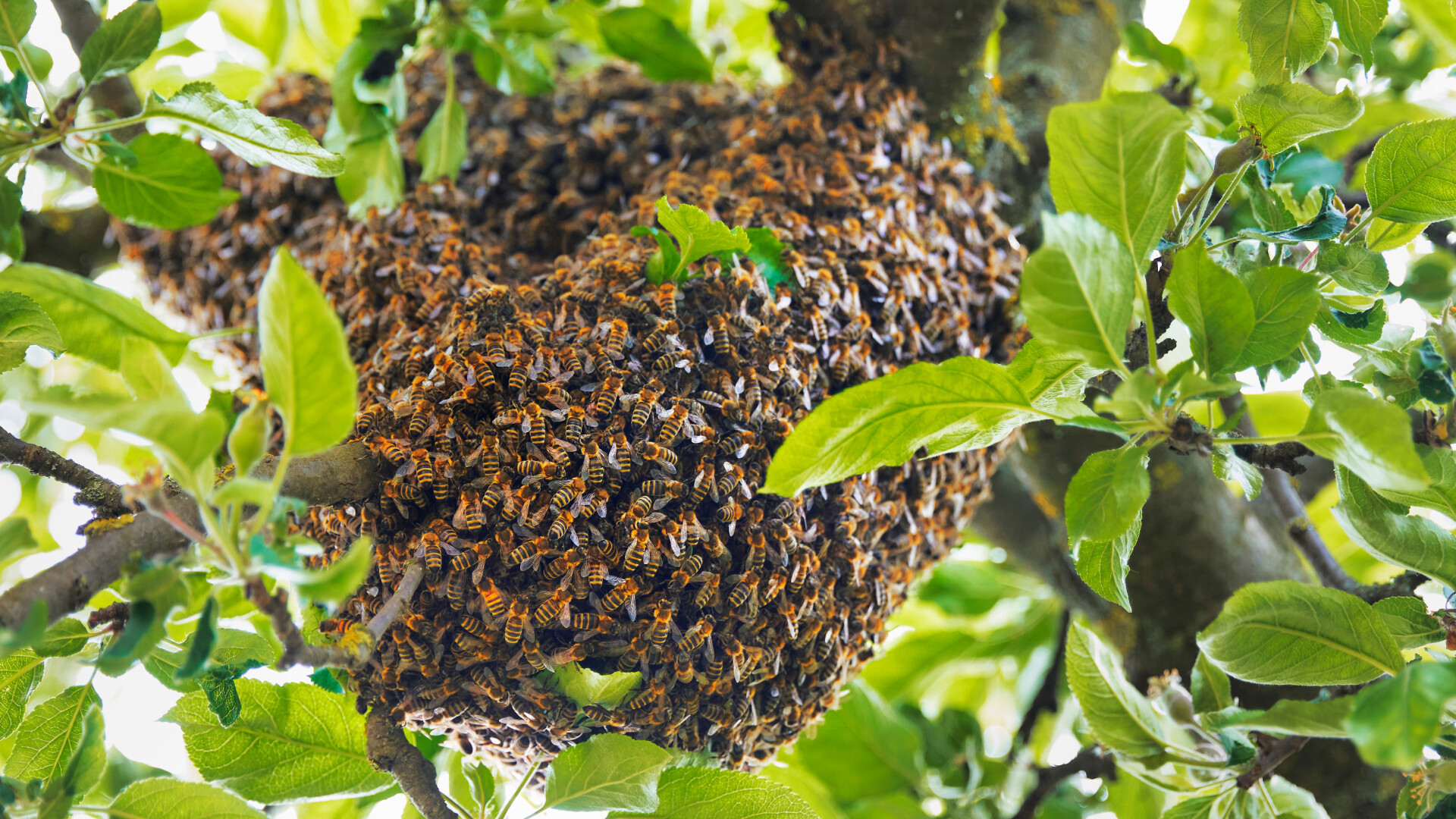 Un bărbat din SUA a fost ucis de un roi uriaș de albine. Mai multe persoane, înțepate de sute de ori