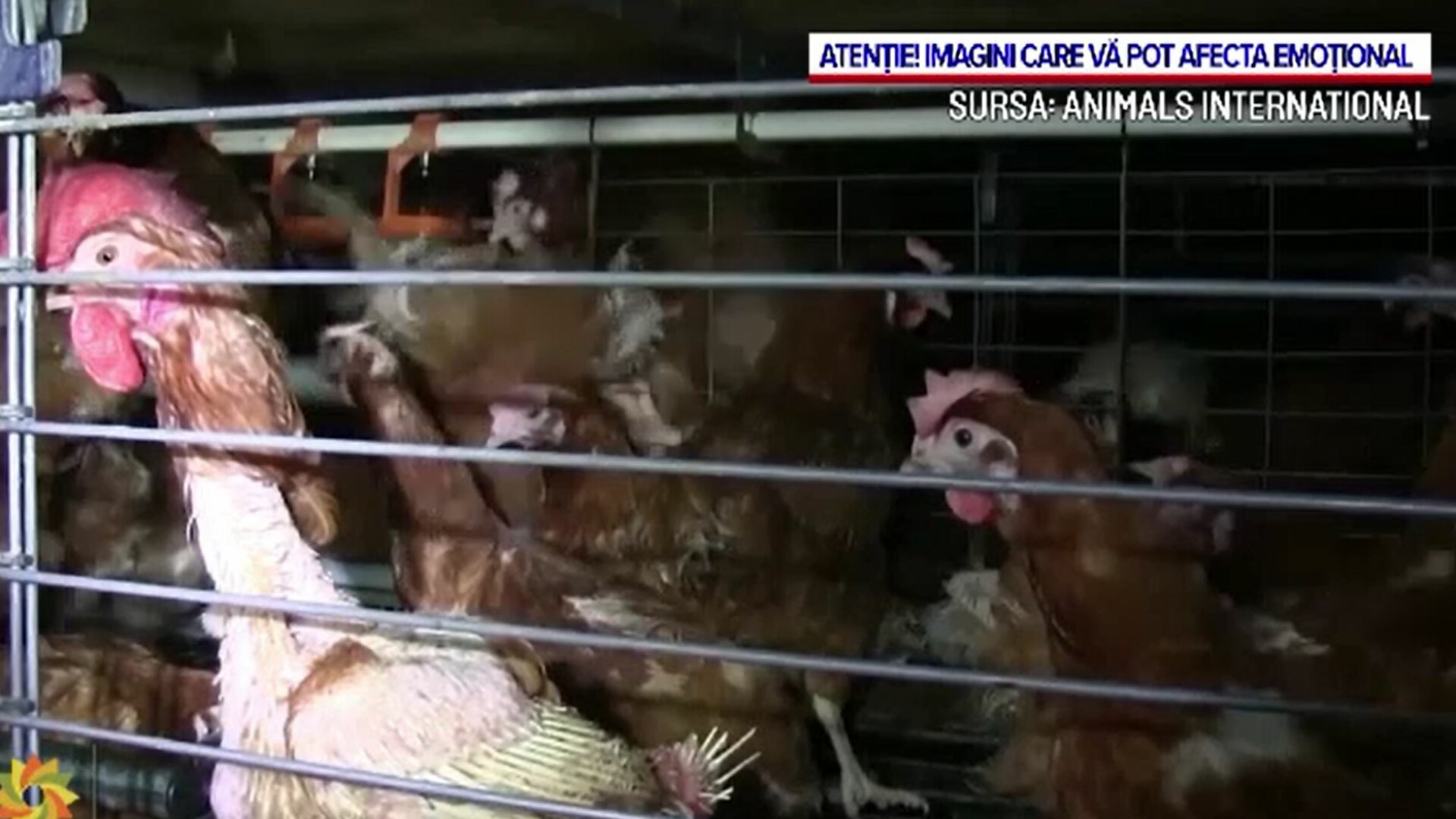 ”Era cuștii”, aproape de final. UE le va interzice fermierilor să crească animale în spații înghesuite