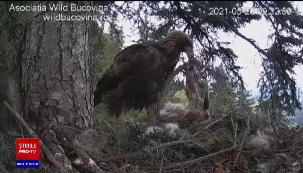 Viața unei familii de acvile din România, transmisă în direct în toată lumea. Imagini rare cu maiestuoasele păsări