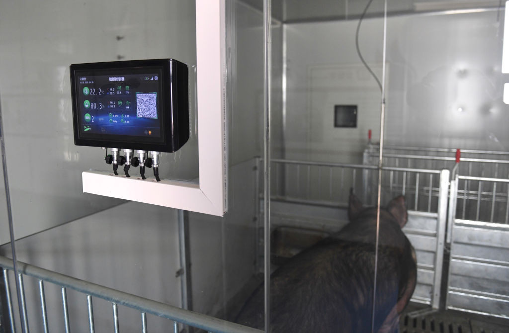 &Icirc;n China au apărut hotelurile pentru porci. Motivul pentru care suinele sunt ținute &icirc;n condiții de lux la etajul 13