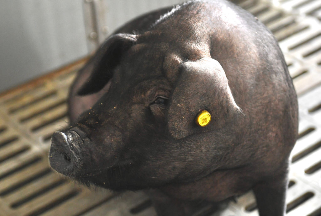 &Icirc;n China au apărut hotelurile pentru porci. Motivul pentru care suinele sunt ținute &icirc;n condiții de lux la etajul 13