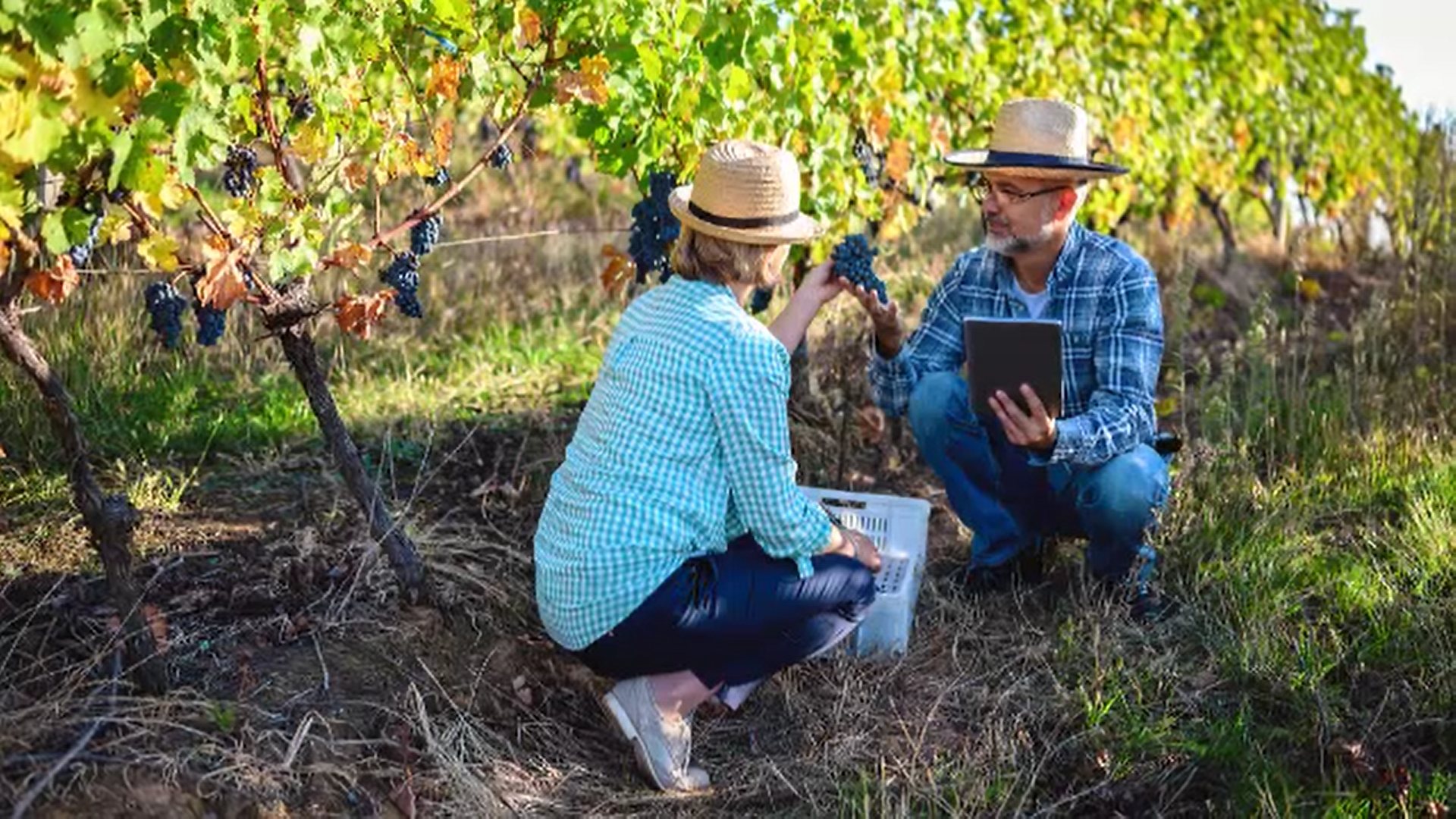 Strugurii de masă vor ajunge în piețe cât de curând. Care sunt cele mai căutate soiuri