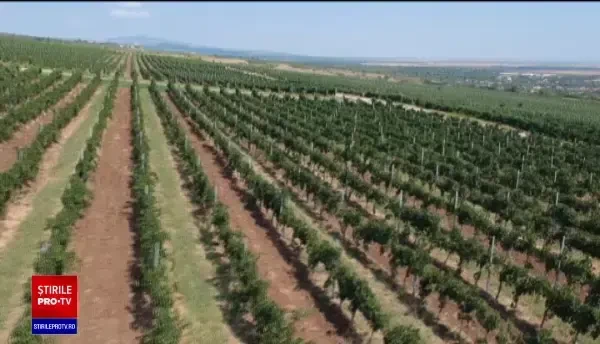 Strugurii de masă vor ajunge în piețe cât de curând. Care sunt cele mai căutate soiuri