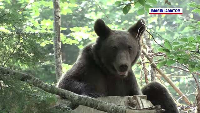 Persoane încă neidentificate atrag urșii cu mâncare în cartierele din Brașov. Ce amendă riscă