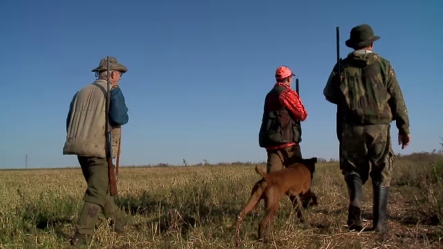 Şacalii aurii ţin sub teroare ţinuturi întinse din Delta Dunării, unde fac prăpăd în gospodării și afectează turismul