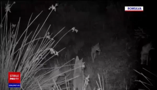 Şacalii aurii ţin sub teroare ţinuturi întinse din Delta Dunării, unde fac prăpăd în gospodării și afectează turismul