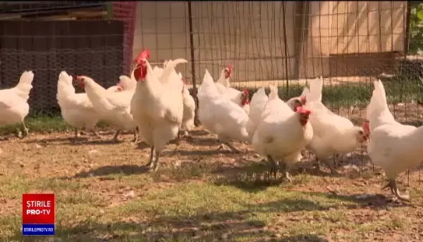 Păsări extrem de apreciate în gastronomia mondială au ajuns și în fermele din România