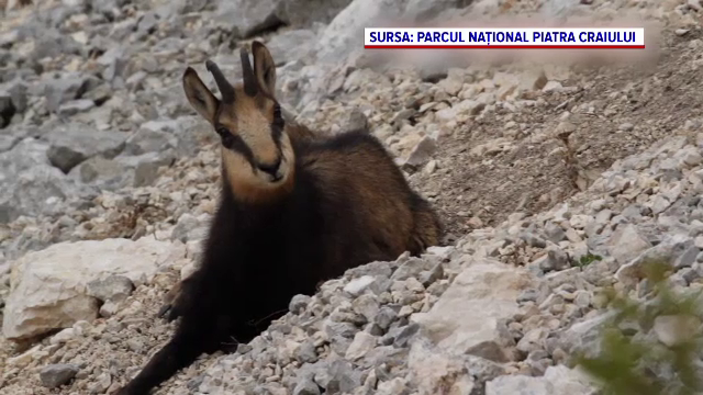 Proiectul de lege care deschide o nouă portiță pentru vânătoarea de trofee. Ce specii de animale vor putea fi ucise