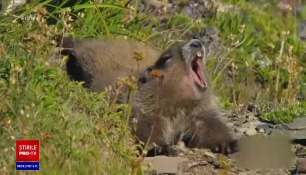 Proiectul de lege care deschide o nouă portiță pentru vânătoarea de trofee. Ce specii de animale vor putea fi ucise