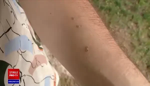 Cum să ne apărăm de tigrul platanului. Este activ în timpul zilei, la peste 30 de grade