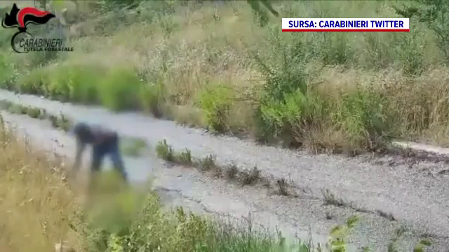 Piroman filmat când pornește un incendiu de vegetație. Flăcările s-au extins extrem de repede