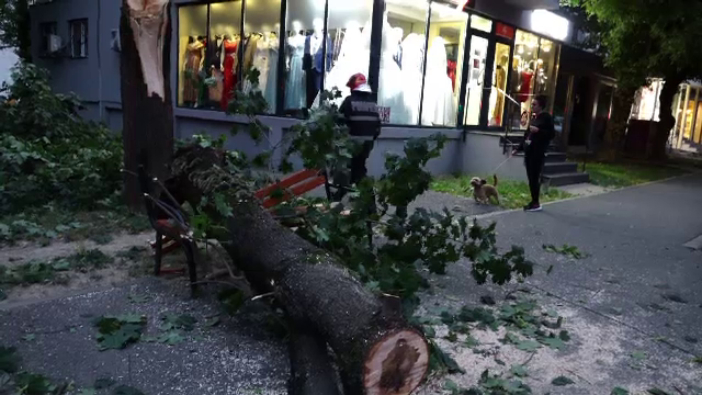Natura s-a dezlănțuit în Baia Mare. Un bărbat care aștepta autobuzul a fost lovit de un copac