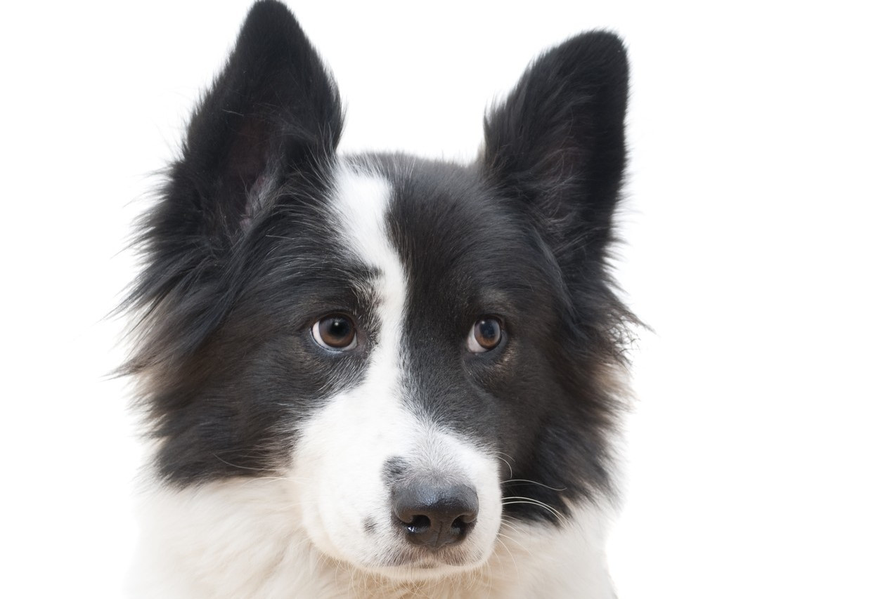 Un câine a fost lăsat să moară de cald într-o mașină, la soare: ”Nu-mi pasă. Vreau să moară”