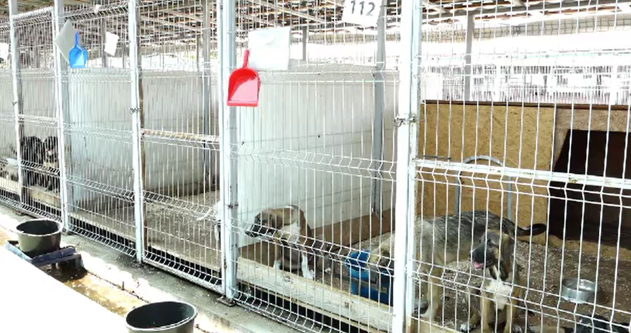 Mai mulți câini, furați de la un adăpost din Baia Mare. Ce planuri aveau tâlharii cu ei