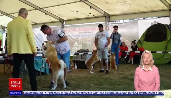 Sute de câini din 14 țări s-au întrecut la Bistrița pentru a demonstra că sunt cei mai buni. Ce au obținut câștigătorii