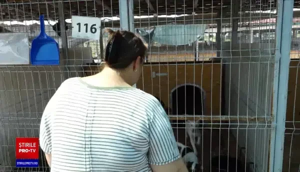 Mai mulți câini, furați de la un adăpost din Baia Mare. Ce planuri aveau tâlharii cu ei