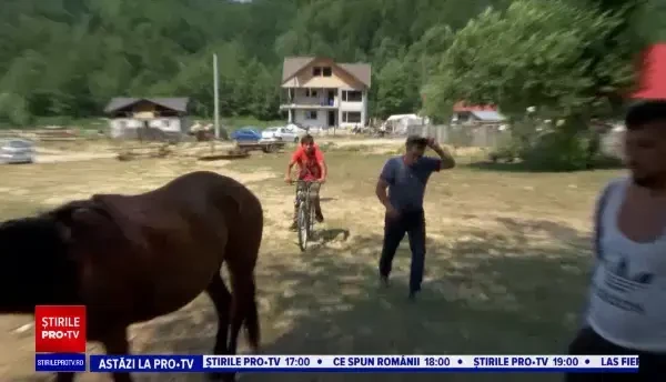 Cal rănit grav de urs, a alergat până la jumătatea satului cu fiara în spate. Medicii l-au eutanasiat