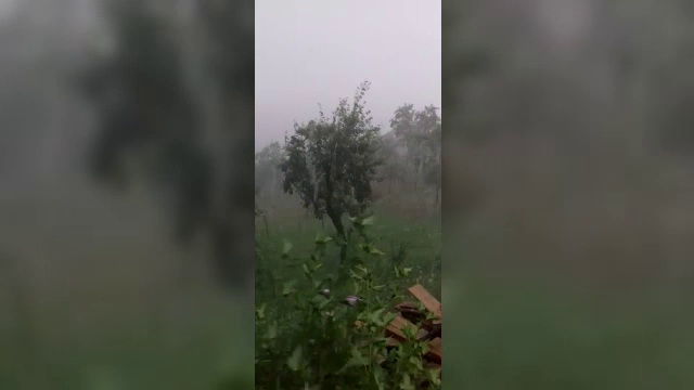 Culturile, care abia dăduseră rod, distruse de vijelii și grindină