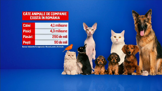Doar câteva hoteluri de pe litoral primesc și animale de companie. De ce specialiștii nu recomandă să le ducem la mare