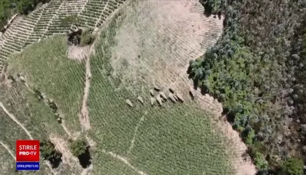 Elefanții călători se întorc acasă. Peste 150.000 de oameni au fost evacuați din calea lor