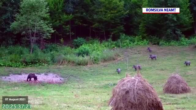 Cum se duce lupta pentru supraviețuire în pădure. Doi urși și o turmă de mistreți împart mâncarea