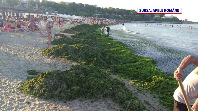 Sudul litoralului s-a umplut de alge. Lucrătorii de la Apele Române au adunat deja 4.500 de tone