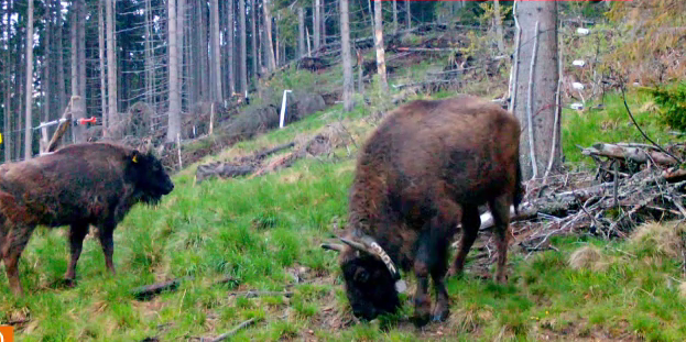Peste 20 de zimbri vor fi eliberați în Munții Făgăraș