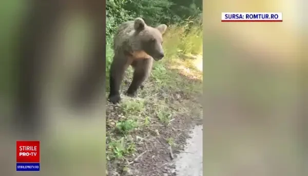 VIDEO VIRAL: Ce a pățit un șofer care filma un urs nervos, din mașină