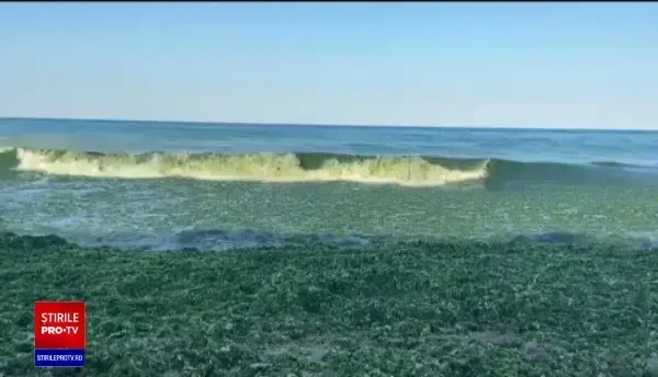 Sudul litoralului s-a umplut de alge. Lucrătorii de la Apele Române au adunat deja 4.500 de tone