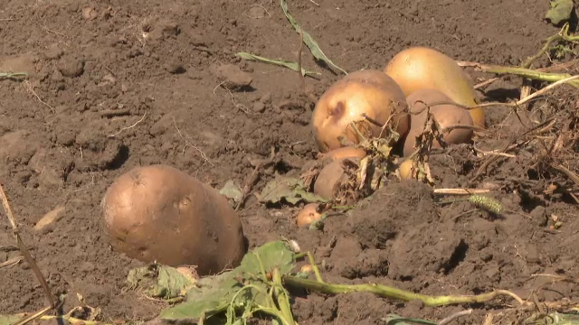 A crescut producția de cartofi, după ce ani la rând suprafețele cultivate s-au împuținat