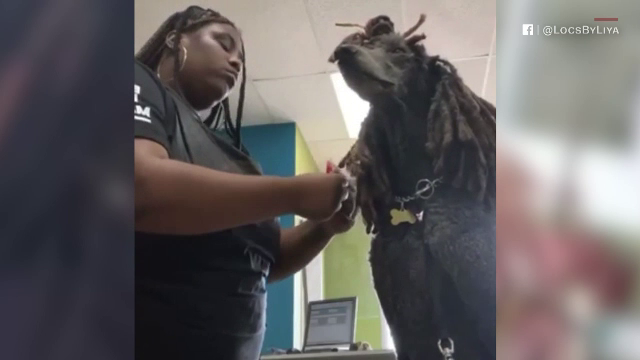 Un câine din SUA are cea mai neobișnuită coafură. Incredibil ce i-a făcut o stilistă