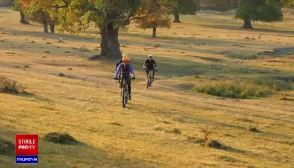 Lemnul arborilor seculari, la mare căutare în industria mobilei. Cum poti fi protejați