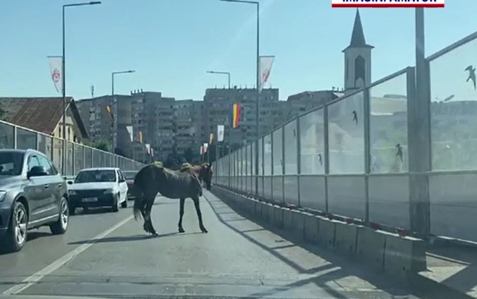 Imagini virale în Iași. Un cal a blocat circulația într-o zonă aglomerată a orașului