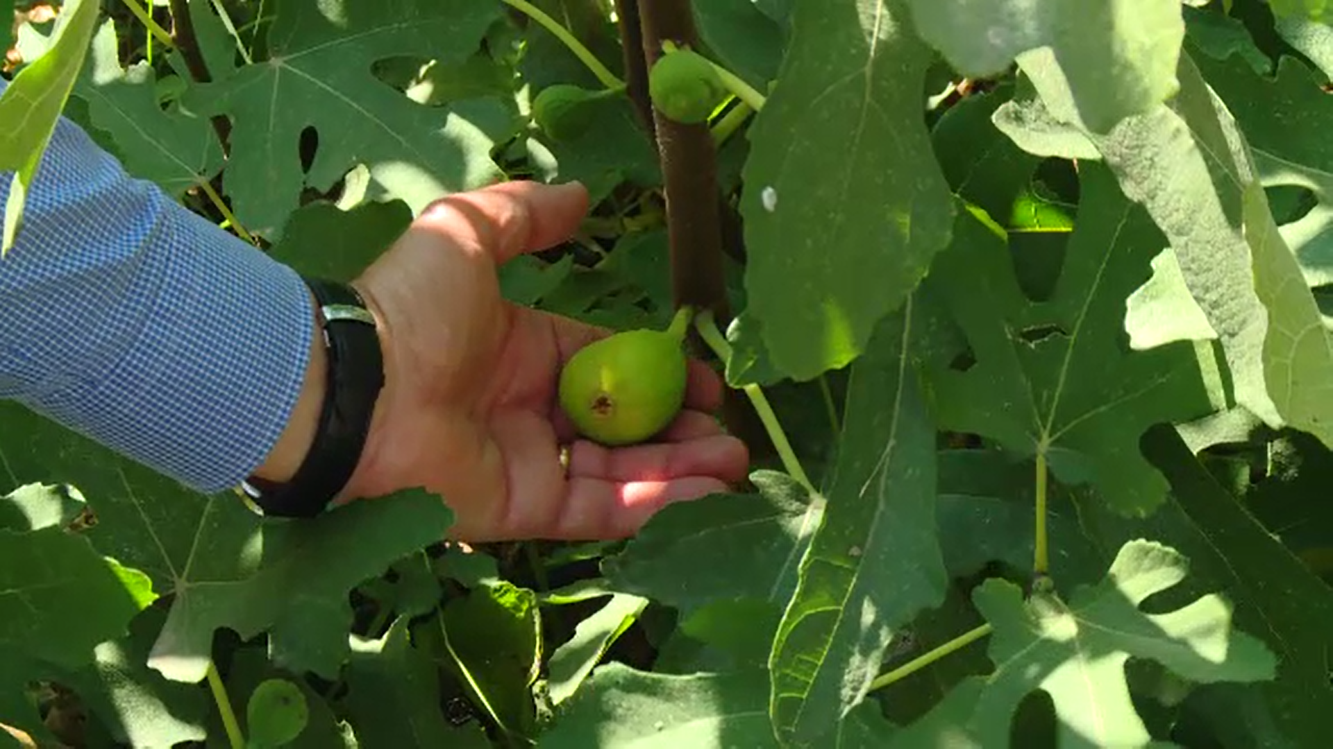 România a avut anul acesta o producție impresionantă de rodii, curmale și banane