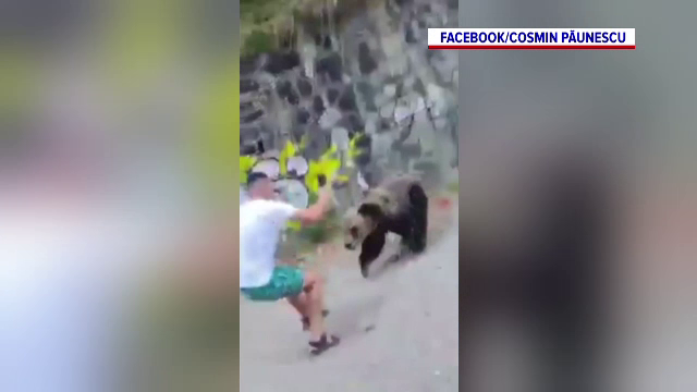Un turist, la un pas să fie rănit de un urs. Animalul stătea lungit, dar bărbatul a insistat să il filmeze
