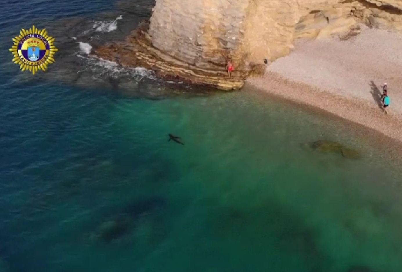 Un rechin imens a apărut pe o plajă din Alicante. De ce l-au cruțat autoritățile