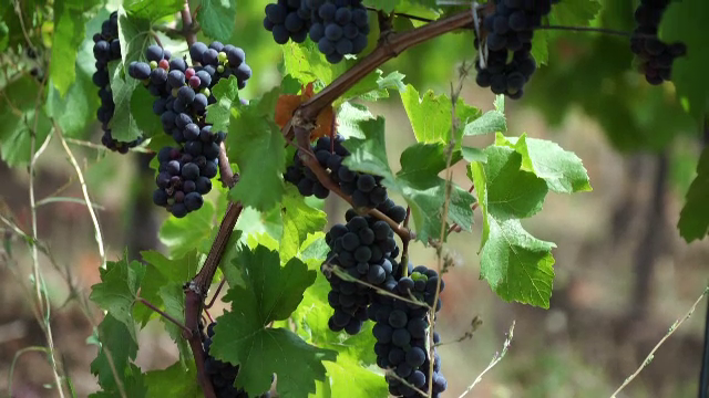 2021 este un an bun pentru vinul din România. Calitatea strugurilor este una superioară