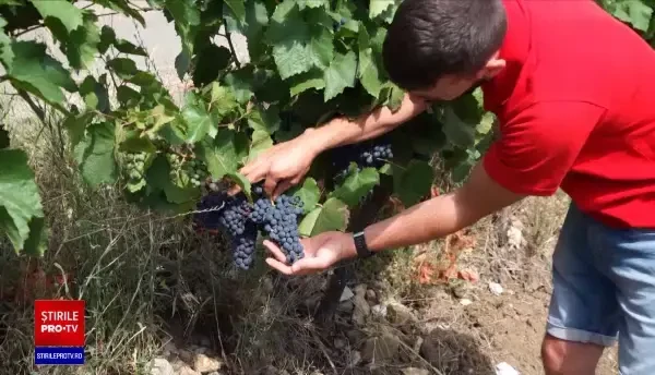 2021 este un an bun pentru vinul din România. Calitatea lor este una superioară