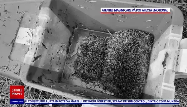 Caz șocant în Germania. Un bărbat de 35 de ani a ucis peste 20 de arici, două pisici și doi iepuri