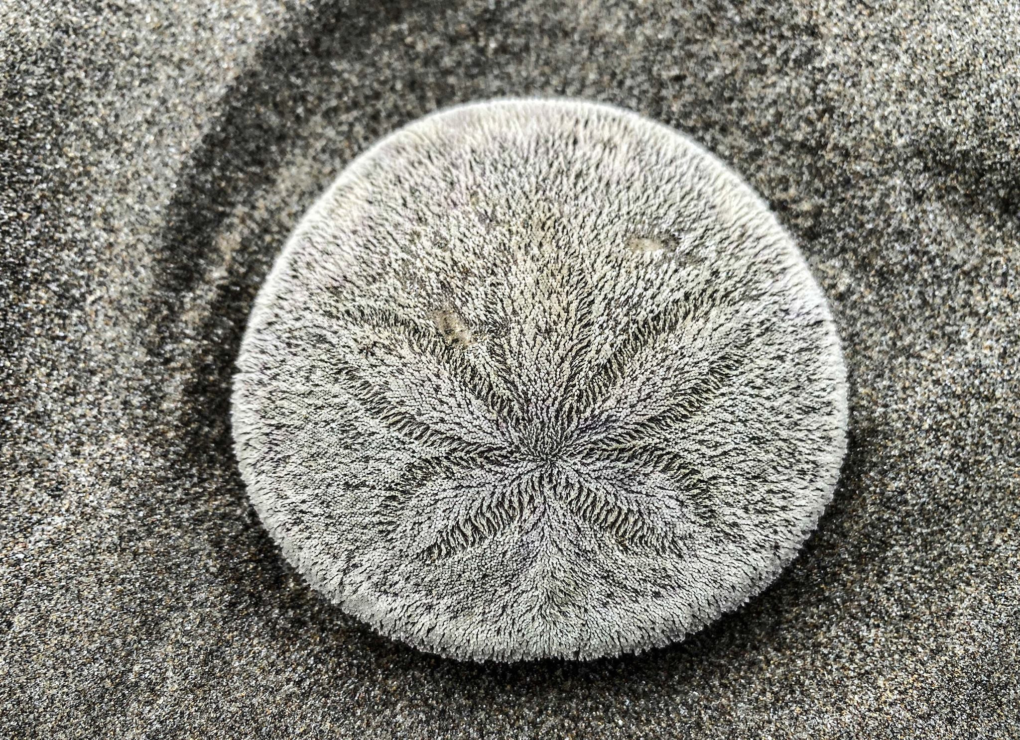 VIDEO. Fenomen ciudat. Mii de creaturi de mare riscă să moară după ce au ajuns pe nisip