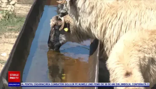 Mese cu bunătăți din Banat. Turiștii sunt încântați: ”Nu avem așa ceva în Germania”