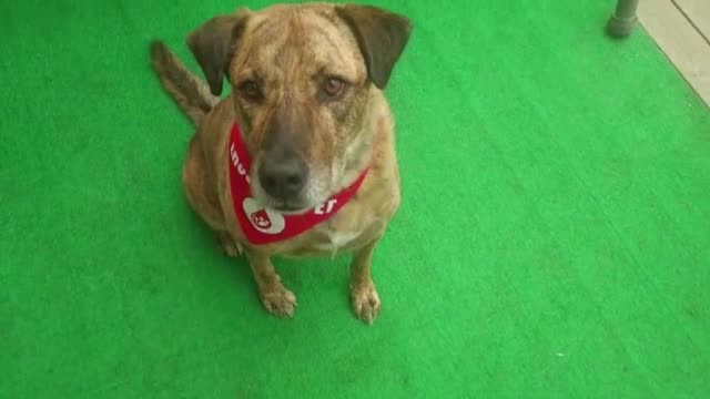 Criză de sânge pentru animalele bolnave. Câinii și pisicile sănătoase pot dona