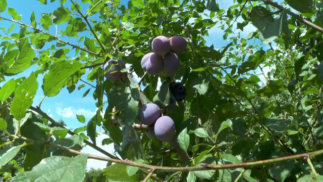 România, campioana UE la producția de prune. Fermierii spun că recoltă ca anul acesta n-au mai văzut de ani buni