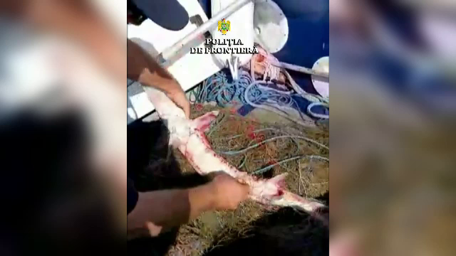 Sturioni salvați din plasele braconierilor, în Delta Dunării. Ce pedeapsă riscă cei care i-au prins