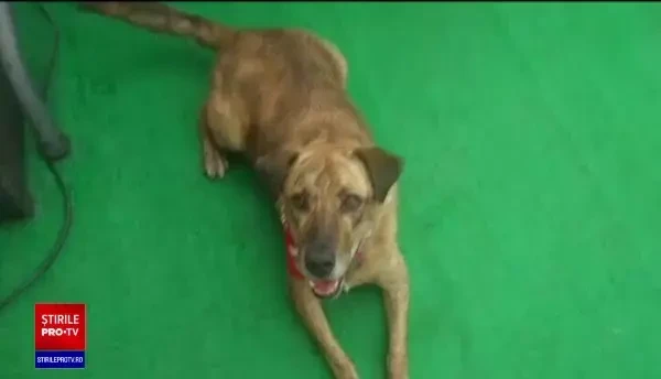 Criză de sânge pentru animalele bolnave. Câinii și pisicile sănătoase pot dona