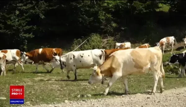 Cioban din Bistrița-Năsăud, lăsat într-o baltă de sânge, după ce a fost bătut cu bâta de un alt cioban