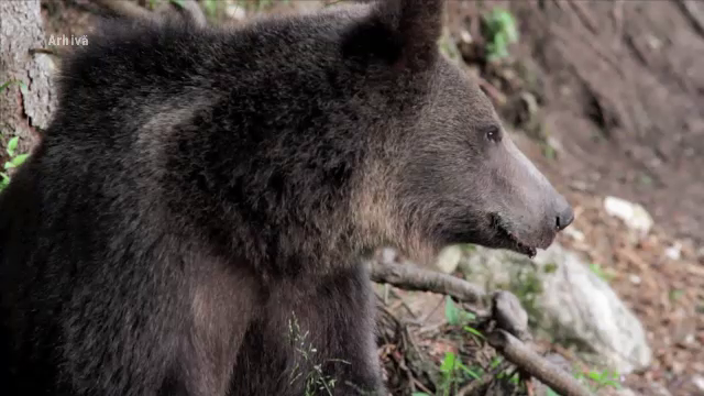 Proiect: În 2022 pot fi vânați maxim 140 de urși în pădurile din România